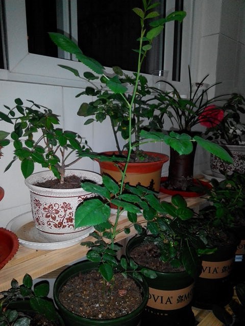 IMG_20140414_213010.jpg