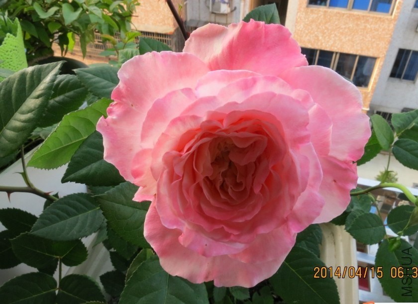 QQͼƬ20140415174521.jpg
