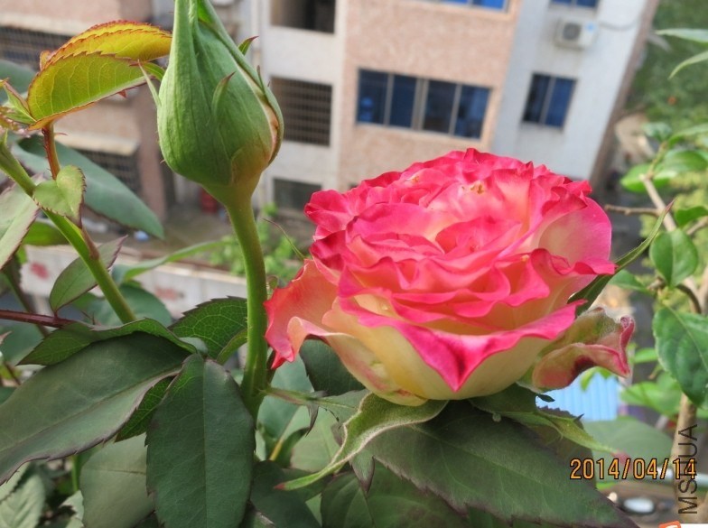QQͼƬ20140415175110.jpg