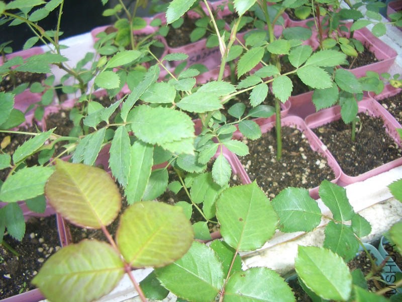 CIMG9948.JPG
