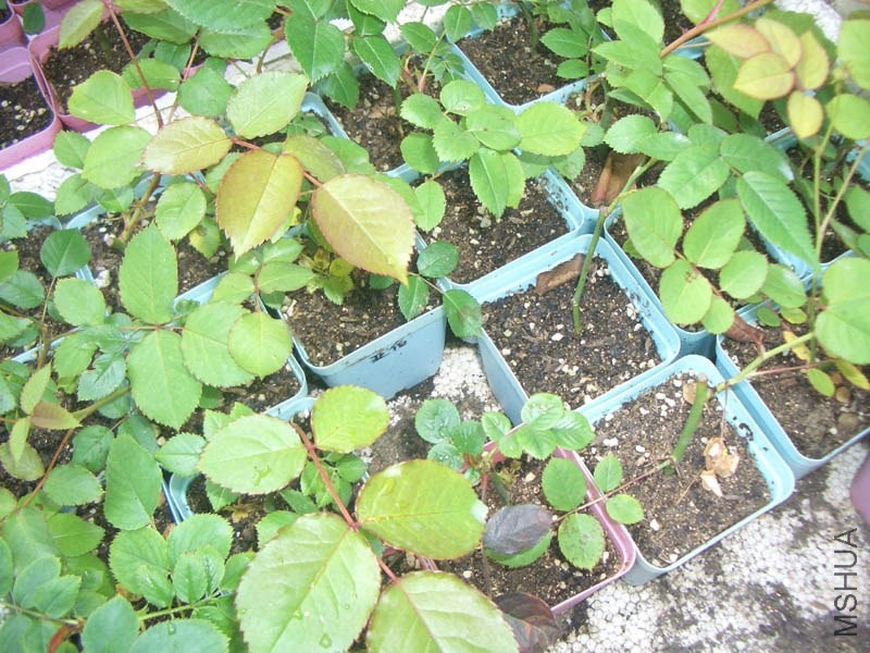 CIMG9949.JPG