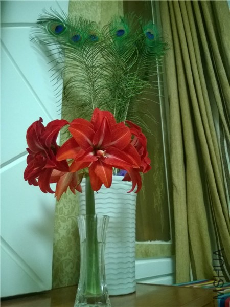 MediaLib_Camera Roll_WP_20140415_001.jpg