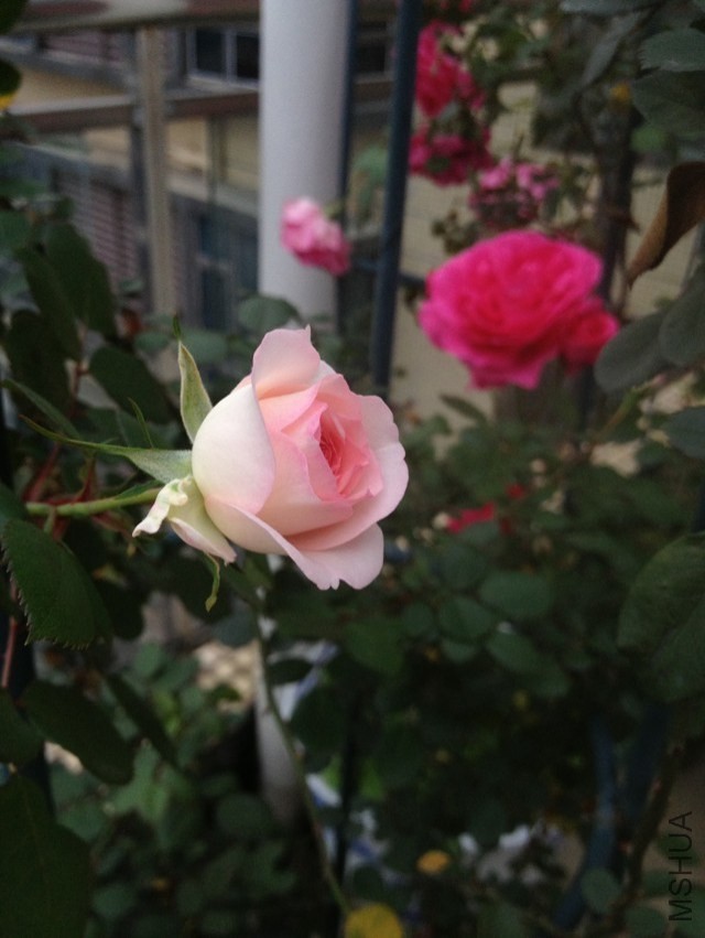 psb (2).jpg