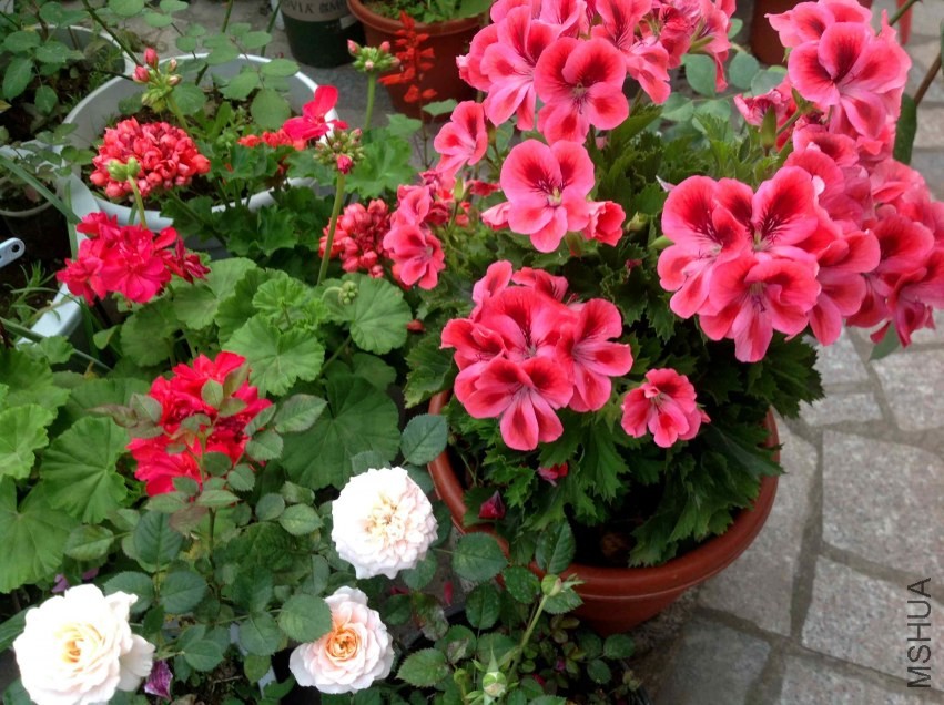 2014-04-16 062219.jpg