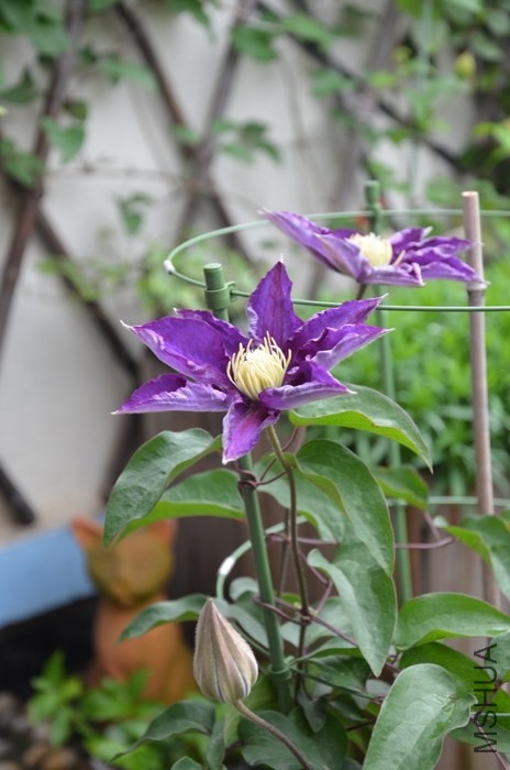 DSC_1993.JPG