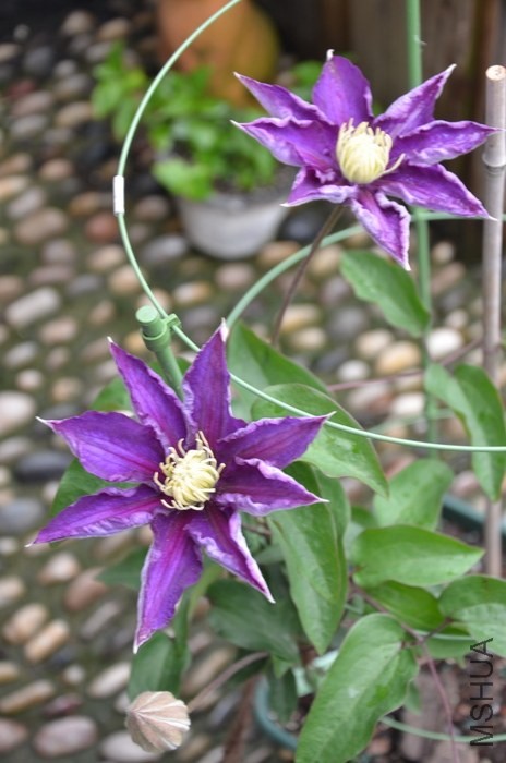 DSC_1994.JPG