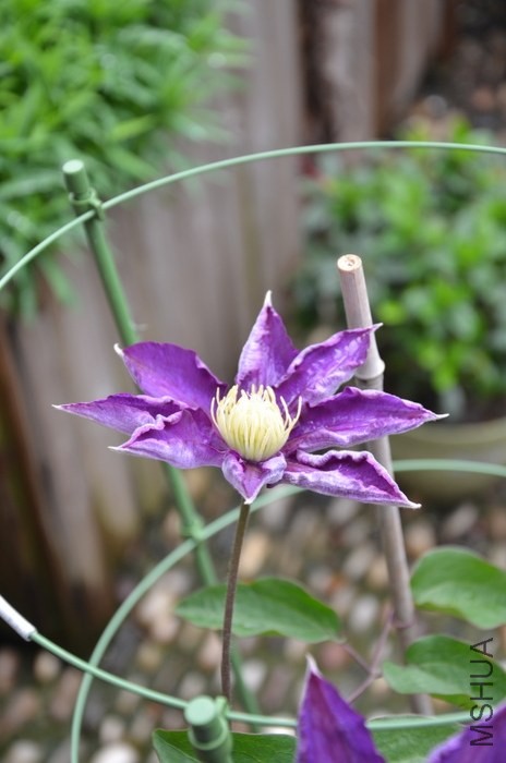 DSC_1996.JPG