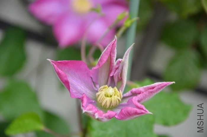 DSC_2007.JPG
