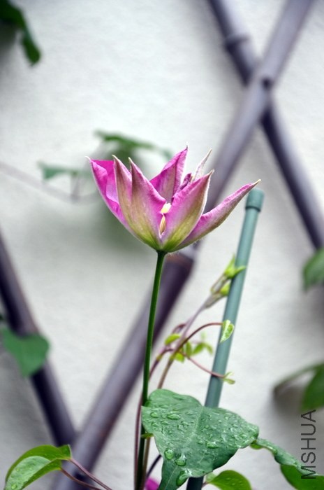 DSC_2010.JPG