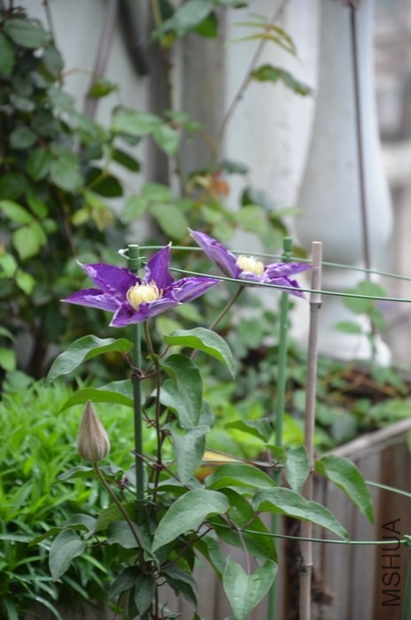 DSC_2015.JPG