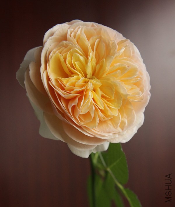j01.jpg