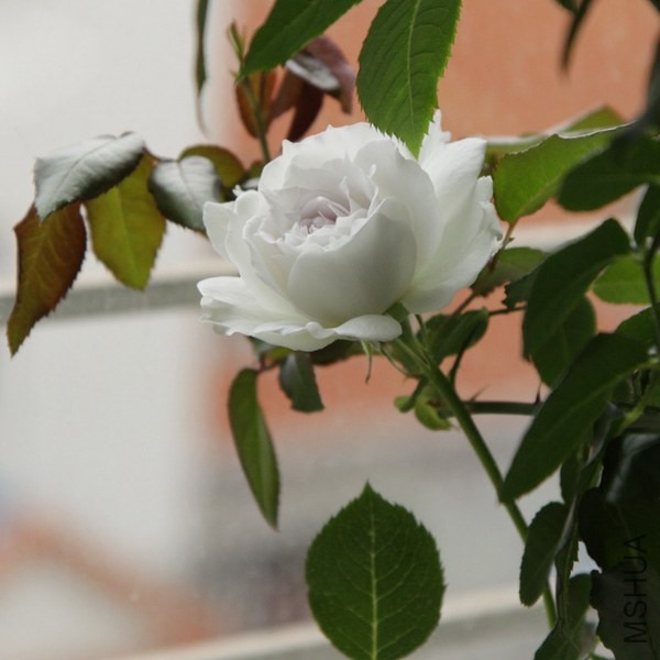 g01.jpg