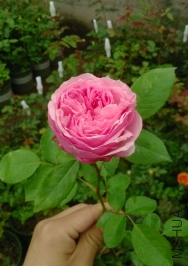 )`IO@NGJ0I898`U38E}XWRA.jpg