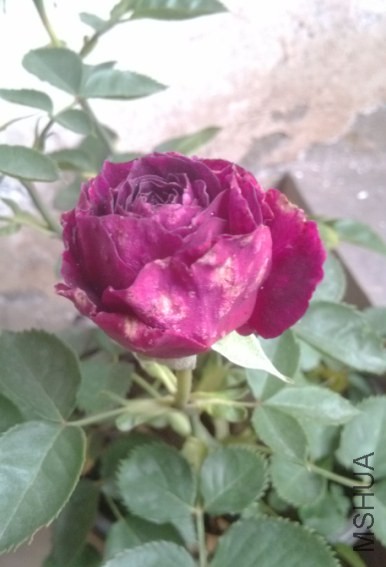 5SL`UW62R%NJ)WGMW)@S`RH.jpg