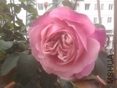 ��Ƭ0295.jpg