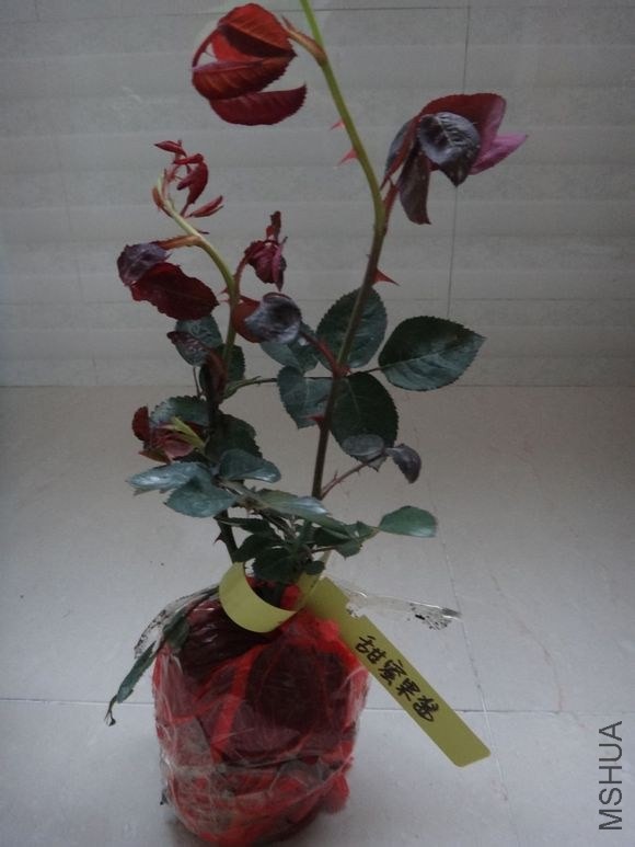 1000d543ad4bd11300ce1fa458afa40f4afb05be.jpg