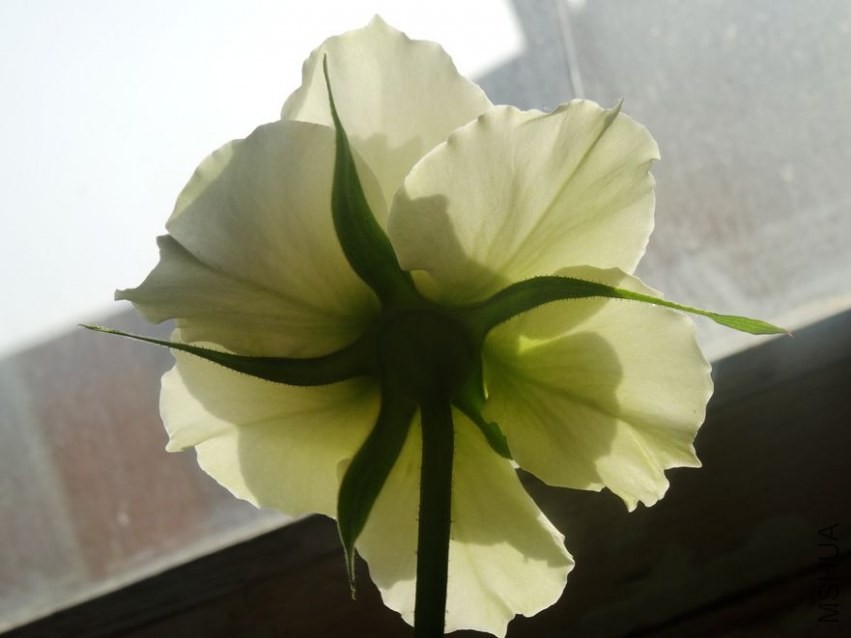 DSC00411_����.jpg