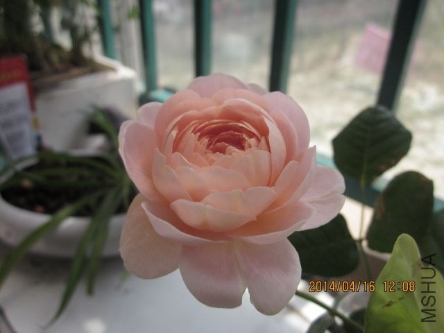 ���Ů�� 003_1.jpg