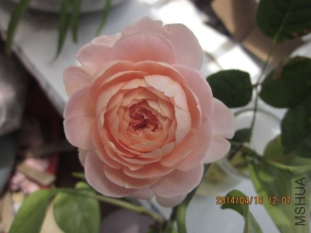 ���Ů�� 001_1.jpg