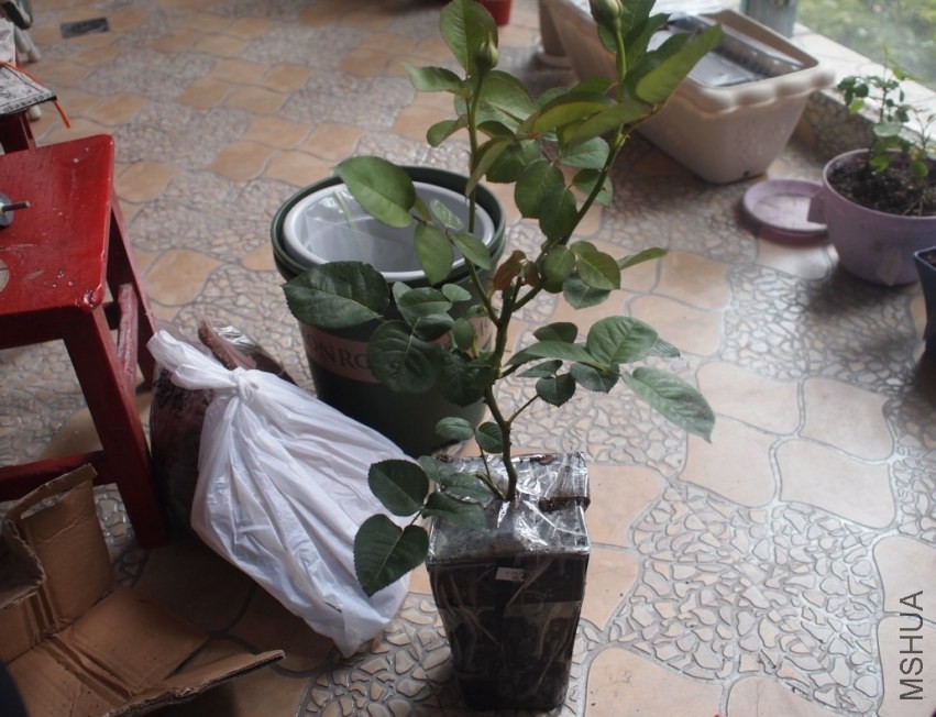 20130608.jpg