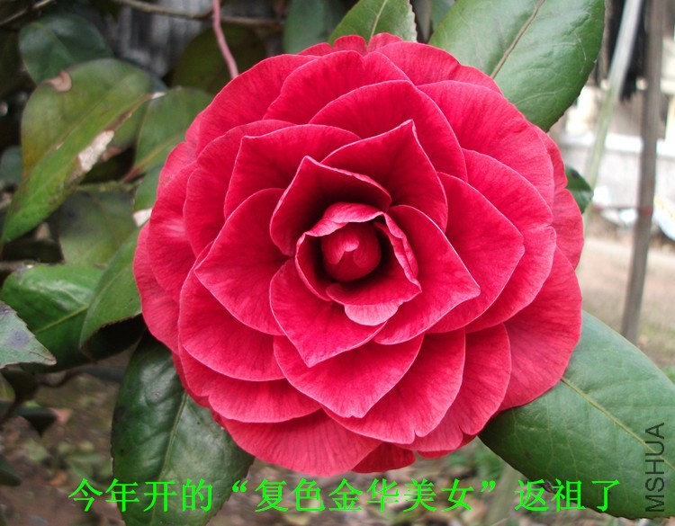 DSCF7592_����_����.jpg
