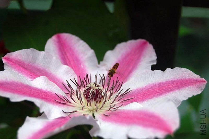 DSC_03830383.JPG
