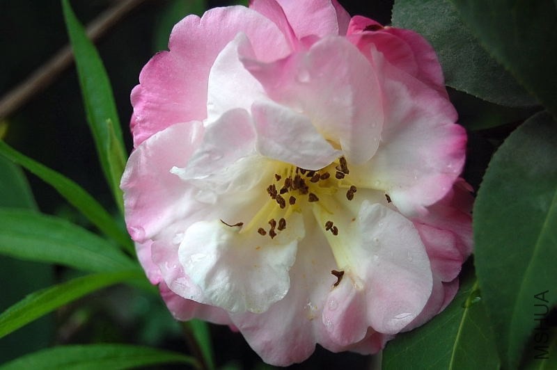 DSC_04150415.JPG