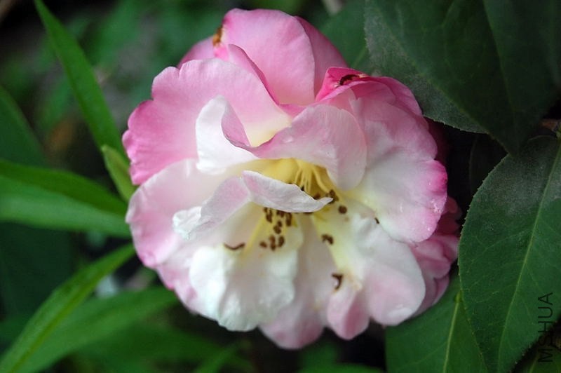 DSC_04110411.JPG