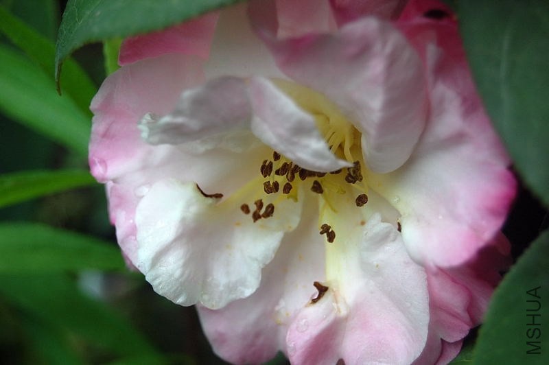 DSC_04100410.JPG