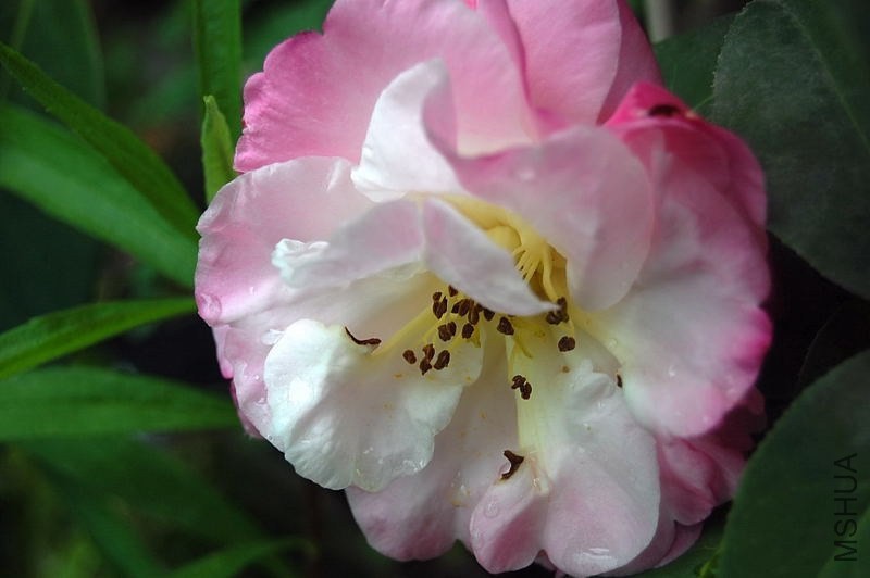 DSC_04090409.JPG