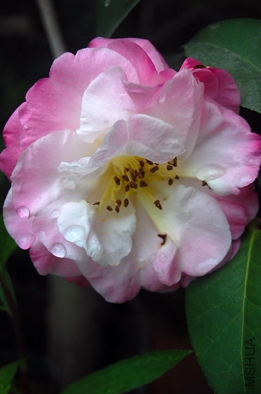 DSC_03330333.JPG