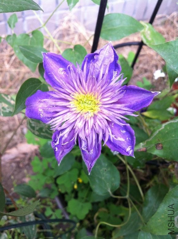 shui.jpg