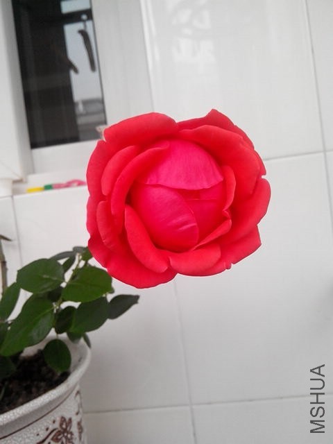 IMG_20140417_072704.jpg