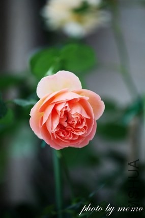 IMG_9390.jpg