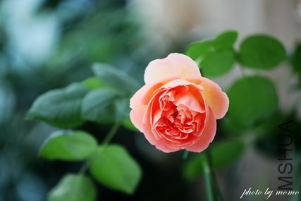 IMG_9391.jpg