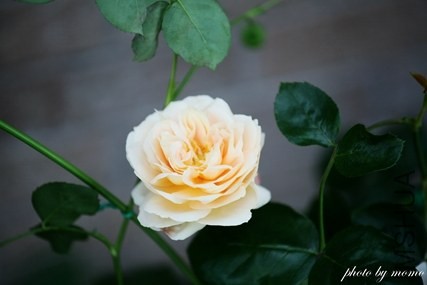 IMG_9393.jpg