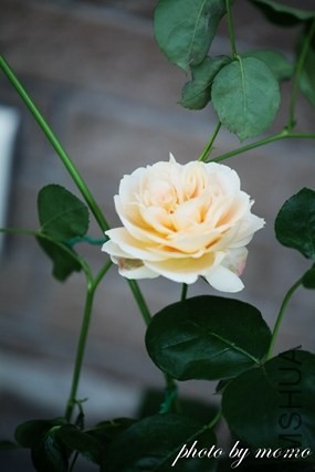IMG_9392.jpg