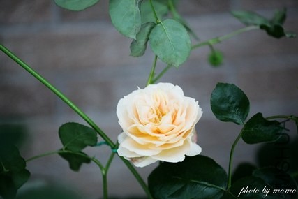 IMG_9394.jpg