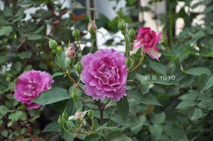 DSC_1187.jpg