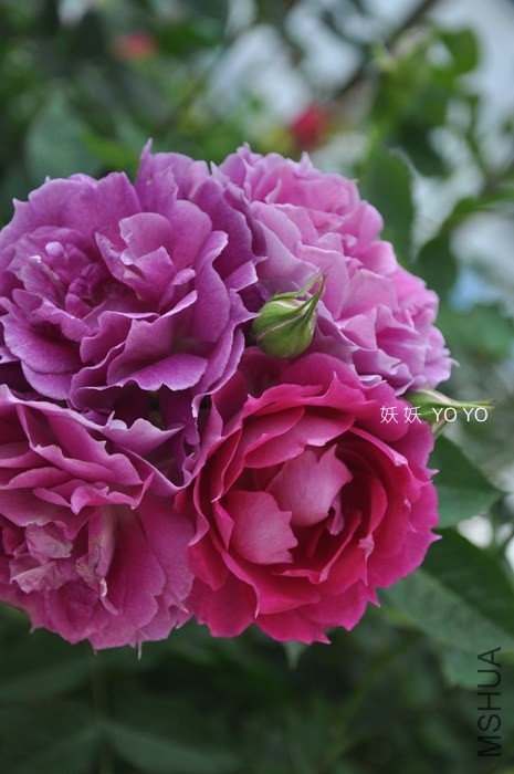 DSC_1201.jpg