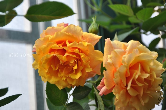 DSC_1249.jpg