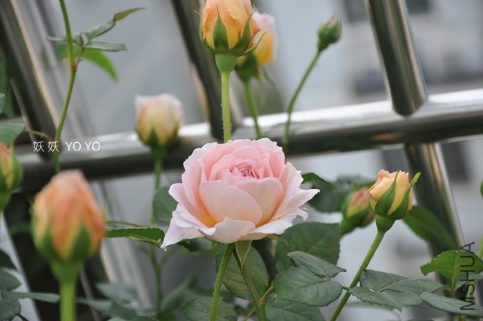 DSC_1243.jpg