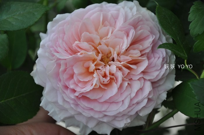 DSC_1209.jpg