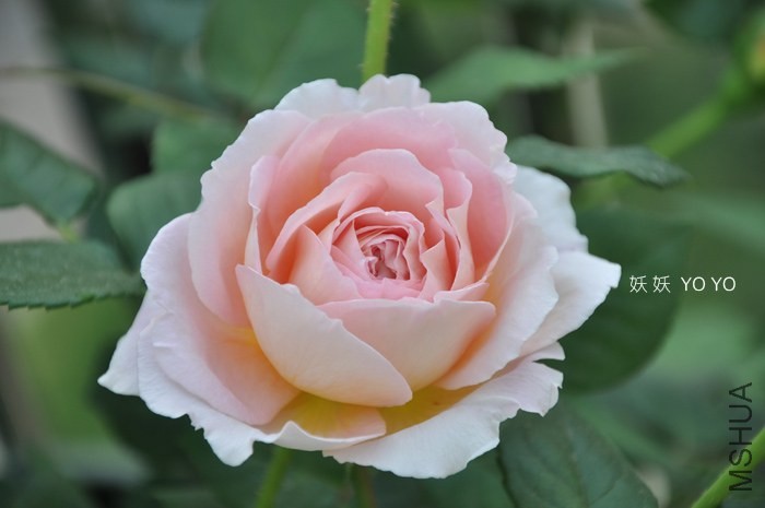 DSC_1211.jpg