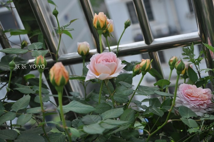 DSC_1233.jpg
