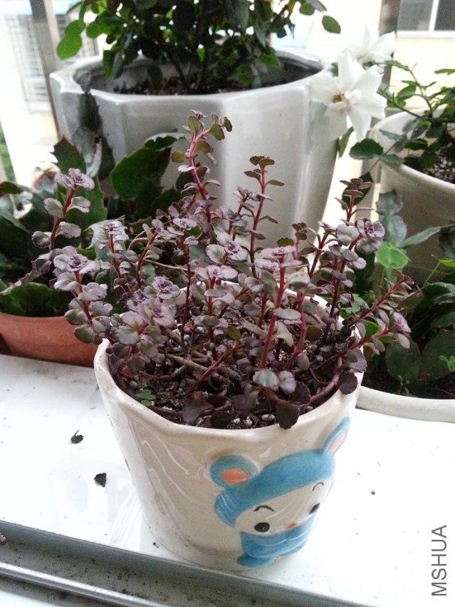 20140417_071336.jpg
