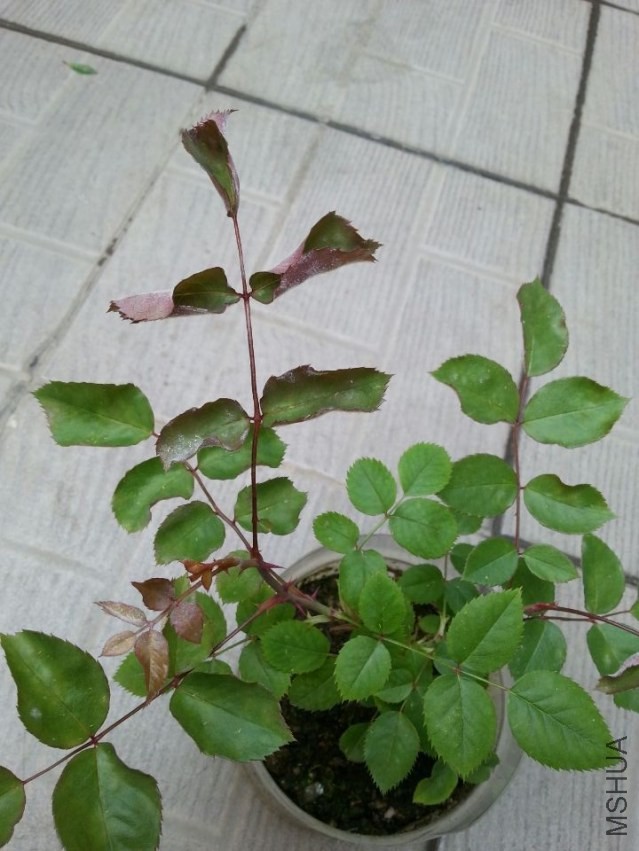 QQͼƬ20140417143314.jpg