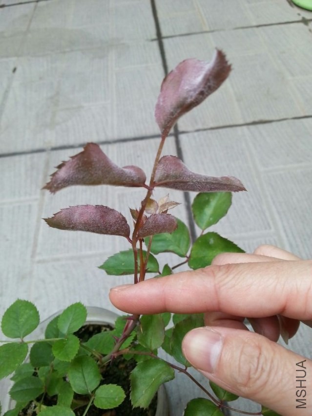 QQͼƬ20140417143322.jpg