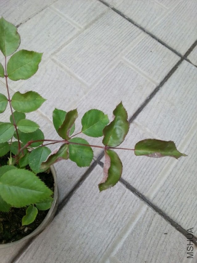 QQͼƬ20140417143331.jpg