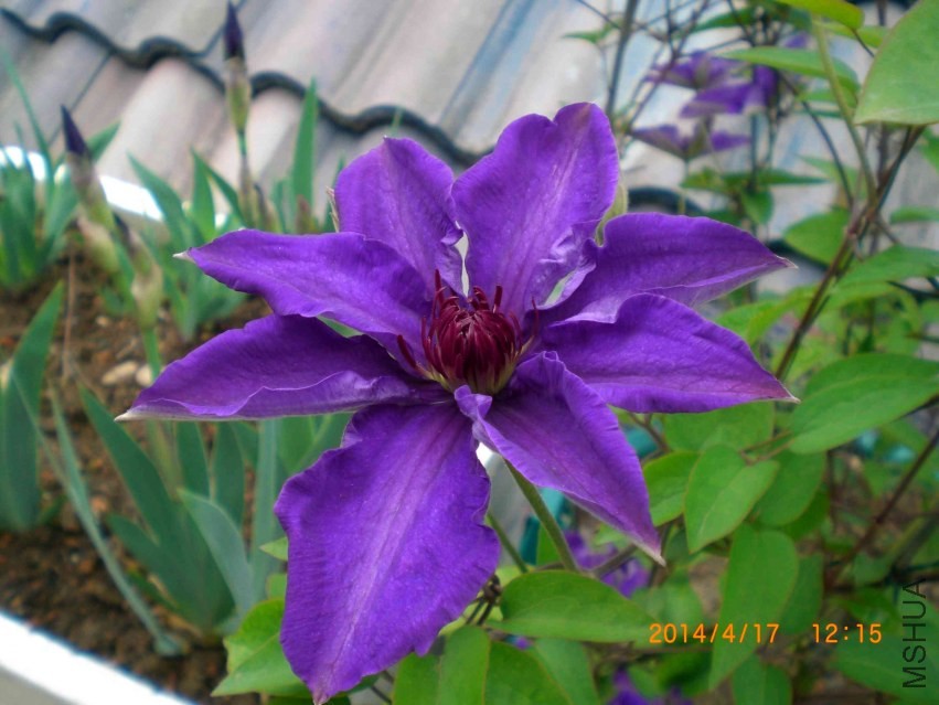 CIMG6459.jpg